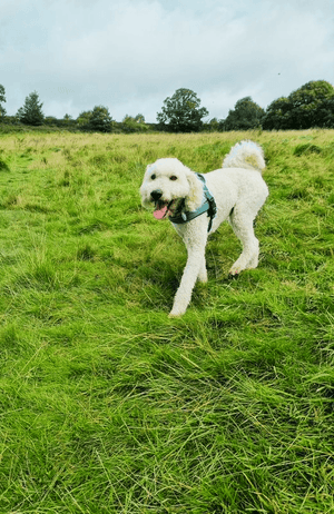 Dog walking in Cookridge LS16
