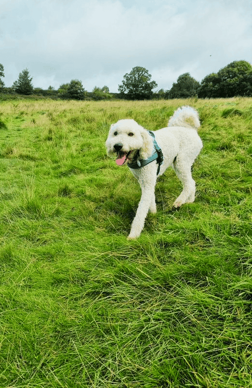 Dog walking in Cookridge LS16