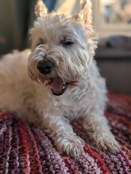 Blind dog enjoying a sniffari in the garden